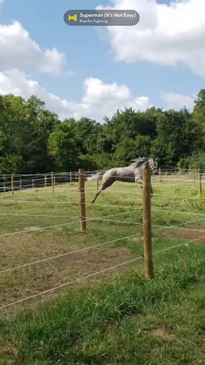 Our lovely race horse “Carly” in mid air enjoying her free time today. #Racing #horselife #horses #boardingstable | Freedom Farms Estate