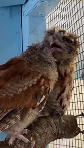 3K views · 223 reactions | Animals have an adorable way of...