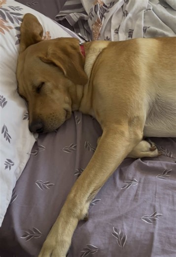 Lo que callamos las mamás perrunas