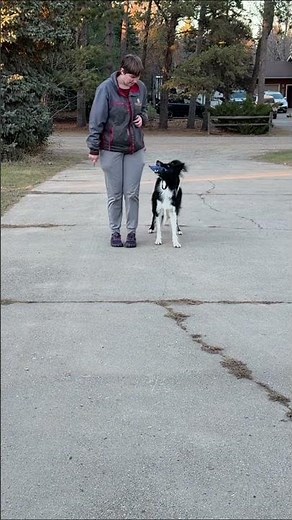 Stop and Stand Work for Utility and Rally Obedience | Loot