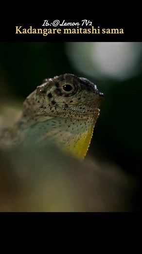 Amazing Wildlife Animals in Nature: A Documentary of Flying Lizard