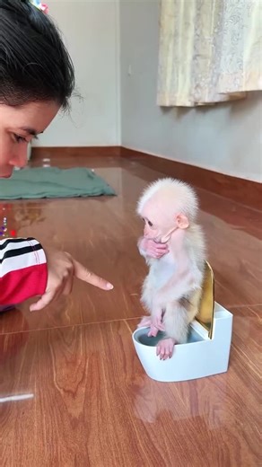 How a Mom Successfully Trained Her Baby Monkey