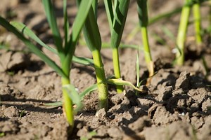 Garlic Plant Temperature Tolerance: Ideal Temperature Extreme