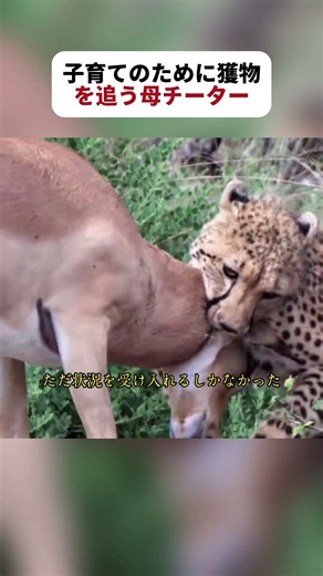 子育てのために獲物を追う母チーター #野生動物 #チーター #動物の生態 #fyp #foryou