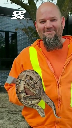 Worker at Windsor, Ont., sewage plant finds over three foot long ball python