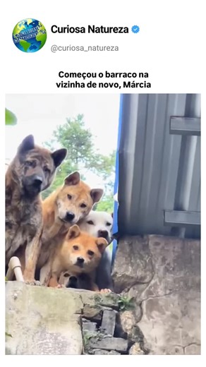 Curiosa Natureza on Instagram: "💡 Link do nosso Grupo VIP de Achadinhos da internet e Cupons de Desconto na Bio 😉 Siga @curiosa_natureza 🌎 😂 Melhores memes 🗓️ Postagens diárias 🫶🏻 Please DM for credits or removal Por favor, nos contate para créditos ou remoção . . #memesbrasil #animaisengraçados #humor #memesdepets #memesdecachorro"