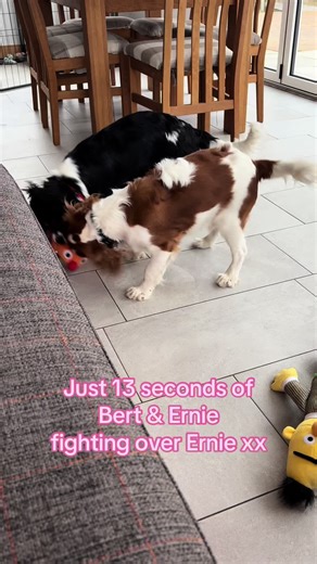 #bertandernie #sesamestreet #cavalier #spanielpuppy | spaniel