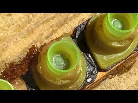Grafting queen bee larvae