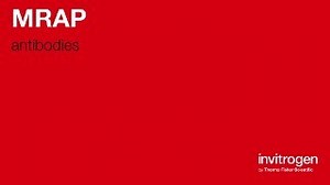 MRAP antibodies from Thermo Fisher Scientific