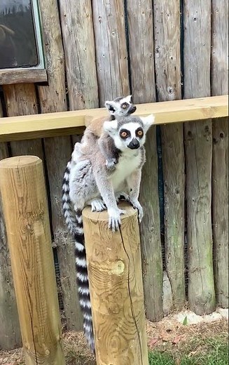 Cutest BABY LEMUR Piggyback you’ll see today, Drusillas Park East Sussex