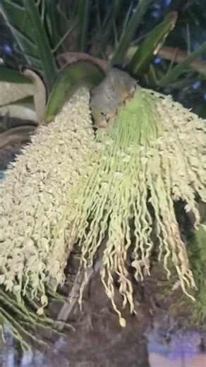 Dioecy in Phoenix roebelenii, dwarf date Male and female flowers appear on separate trees.