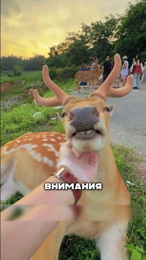 The abnormal behavior of the Deer is surprising😱