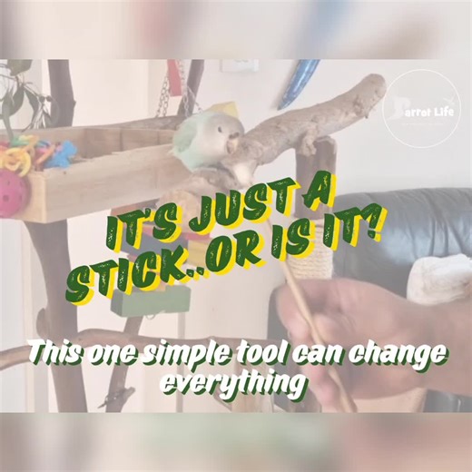 Parrot Life on Instagram: "🪄😲It’s Just a Stick… Or Is It? 😲 🪄 . ✅️It’s no secret — target training is one of the very first behaviours we love teaching both our clients and their birds. Sometimes people look at us a bit puzzled and say, “Why would I want my bird to touch a stick?” Fair question… but that little stick is powerful 👇 🦜Target training is a fun, low-pressure way to begin communicating with your bird. It’s easy for them to understand, hard to mess up, and it builds confidence on