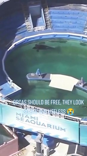 Orcas should be free, they look so sad and lifeless 😭 This is really sad. #orca #fyp #foryou #foryoupage #orca_whale