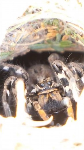 The Narbonne Lycosa (Wolf spider) #spider #tarantula