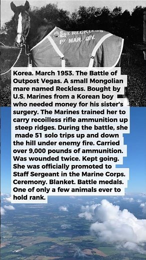 1 Korean War Marine Horse Was Promoted to Sergeant for Carrying Ammo Under Fire | Military History