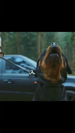 Tigerman taught his enemy a lesson 🦁 #viralvideo