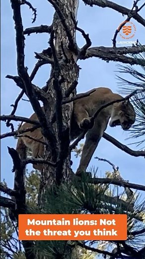 Mountain Lion Attacks: The Shocking Truth Revealed