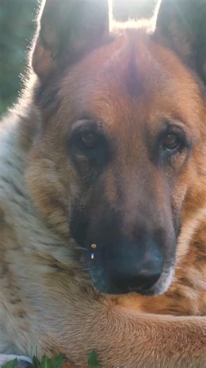 The most misunderstood dog bread in the world... might surpise you #dogcoach #dogbehavior