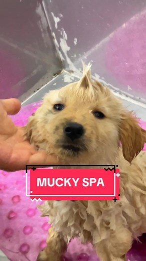 Un día de Spa en Mucky: Experiencia Canina Divertida