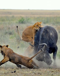 21 Rare Moments Of Prey Attacking Predators Caught On Camera 🐰vs🐕 | Minecraft Club