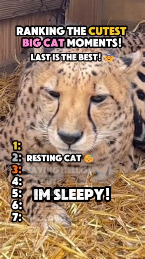 Ranking The Cutest BIG Cat Moments! 🐈