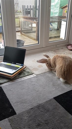 Giant bunny afraid of laptop