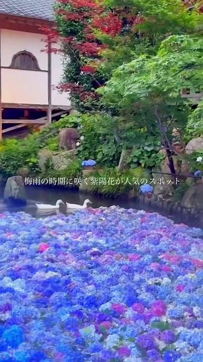 雨引観音（雨引山楽法寺）: 梅雨の時期に咲く紫陽花が人気のスポット