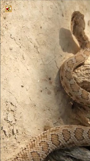 Rattlesnake Sounds | Great Basin Rattlesnake In The Desert