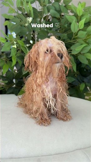 Aww, this transition 🥹 Esme is so cute! Now we can see you… and those big, beautiful eyes 🐶✂️💕