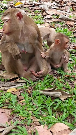 Adorable Baby Monkeys in Family Moments