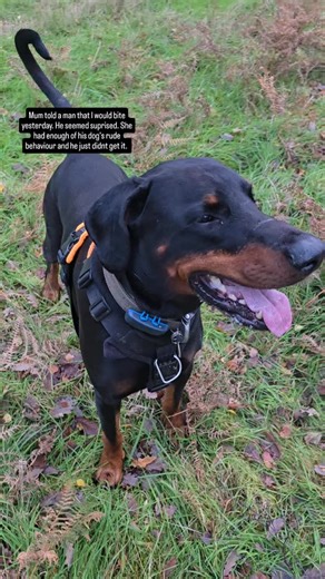 Klaus the dobermann - Aritaur apache tears on Instagram: "Mum never says this kind of stuff, but felt the guy needed a warning before his dog ended up getting hurt. As just saying look you shouldnt allow that wasnt enough. 🤦‍♀️ We saw a large male malamute on our walk with the kids and mums friend. I was interested in squirrels completely ignoring this dog and another spinger spaniel. Mum asked if he was friendly as he was pulling him towards us and the response was sometimes he can be a bit fu