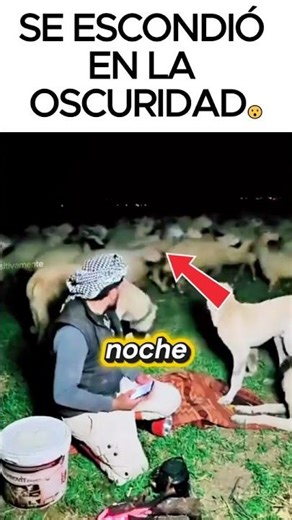 Three Kangal dogs protect the flock