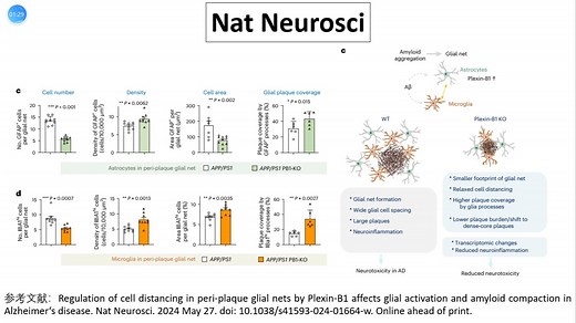 Nature Neurosci—Plexin-B1通过调控淀粉样斑块周围的胶质细胞网以影响胶质细胞活性、神经炎症和神经毒性