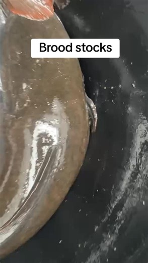 Broodstocks for fingerlings production #cameroon #catfishfingerlings #broodstock #dn2farms #catfishfarmer
