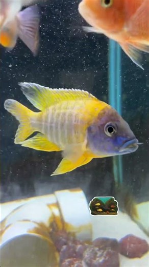 Beautiful benga sunshine peacock cichlid