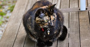 Flossie, le plus vieux chat du monde, a presque 27 ans