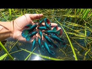 Colorful Wild Betta Fish Found in Nature