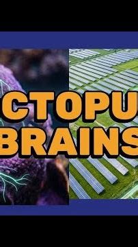Distributed Brains: How Octopuses Inspire The Future Power Grid
