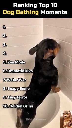 10 Most Hilarious Dog Bathing Moments! 🐕🚿 #DogBath #FunnyPets #DogLovers