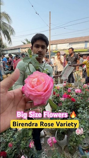 Stunning Birendra Rose with Large Flowers | Sri Gobinda Nursery #shorts