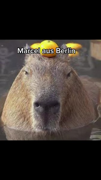 Marcel aus Berlin: Der Macho Modell