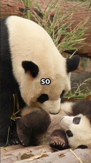 What Makes Pandas So Mysterious