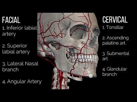 Facial Artery Anatomy - Its Courses & Branches