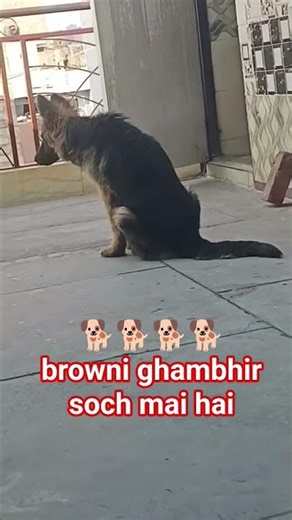 dog ko ek attech ment hota hai hamse# browni