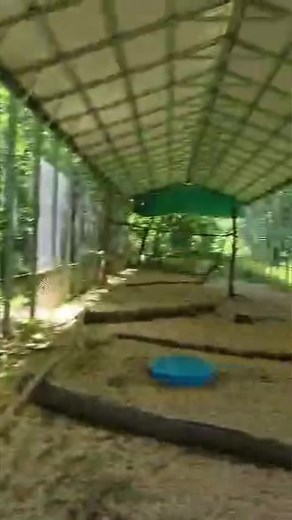 Fledgling eagle with a broken wing finished cage rest today! Time for Stony to learn to use those wings! | Wild Heart Ranch