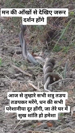 नागरानी और नागराज को इग्नोर मत करना