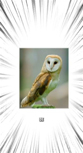 El sonido del búho común! #viral #viralvideo