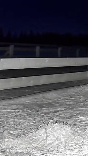 Kangal protects sheep from wolves at night