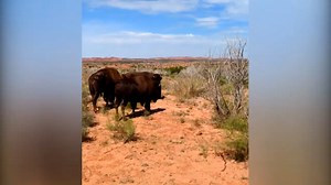 501K views · 9.8K reactions | Rebecca Clark was hiking in a Texas state park when she came across a herd of bison. She waited for the beasts to pass and proceeded to engage in a friendly conversation with the animals. Then one bison turned around and growled before charging at her. | Inside Edition | Facebook